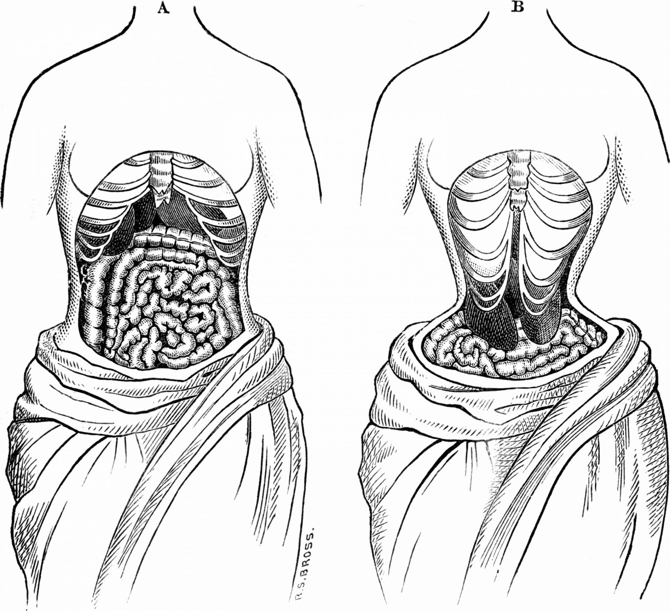 How big should your waist be?
