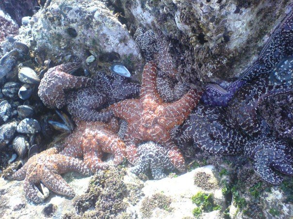 marine bio abalone cove 2