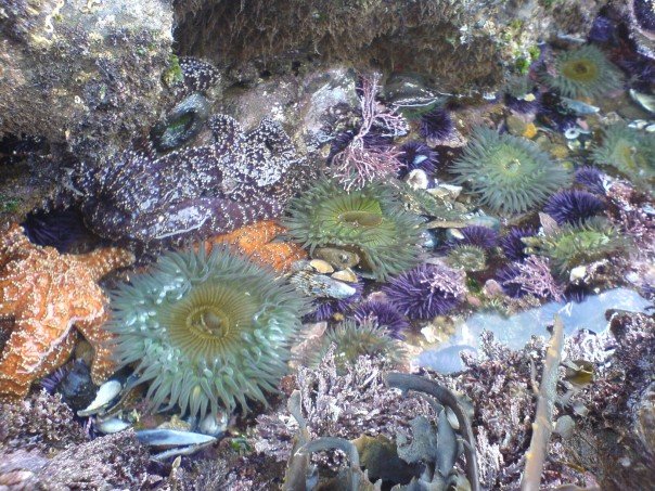 marine bio abalone cove