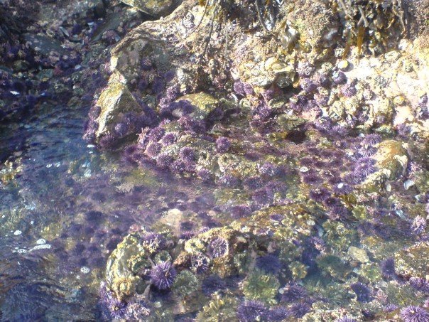 marine bio sea urchins