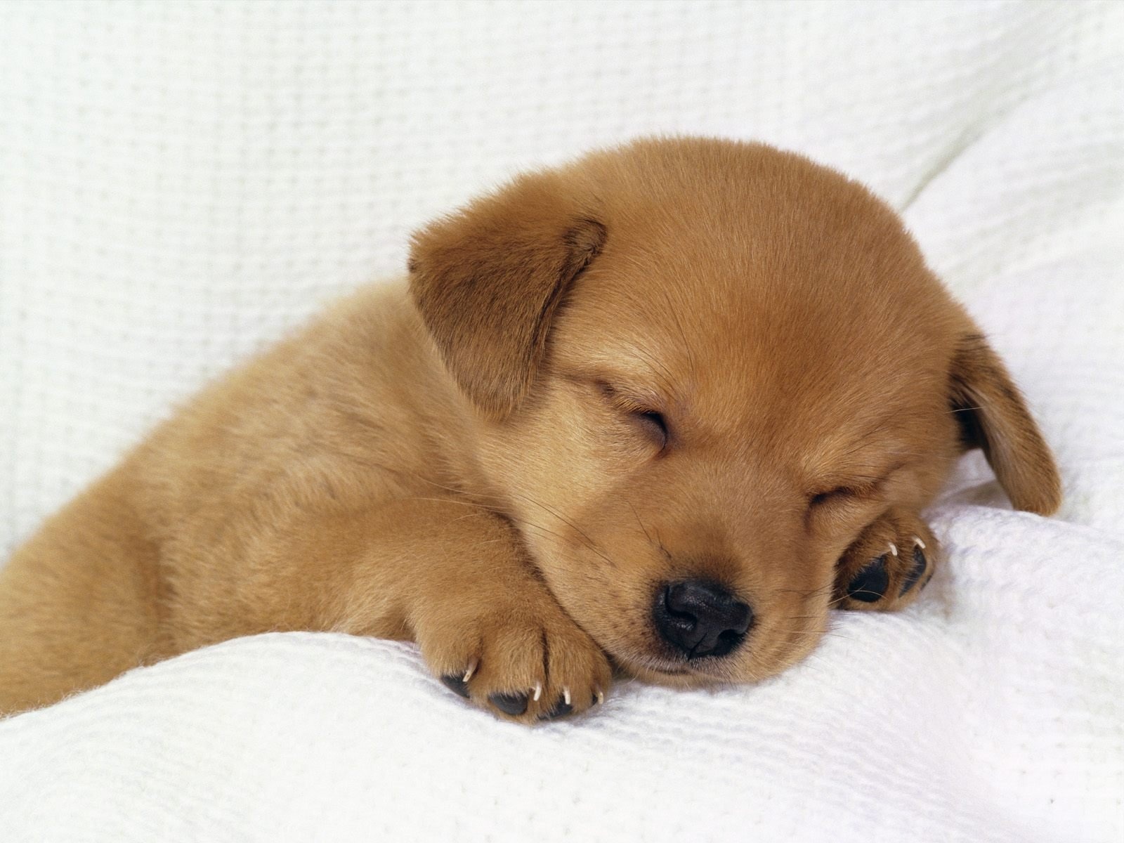 cute-baby-dog-sleeping-1600x1200