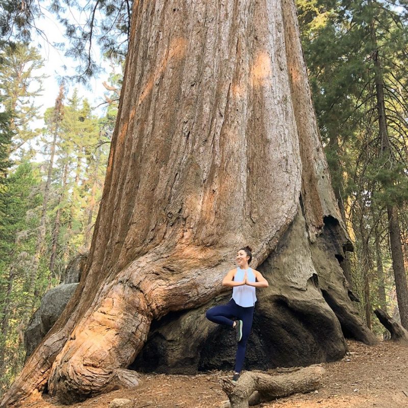  biggest tree  in the world Archives Blogilates