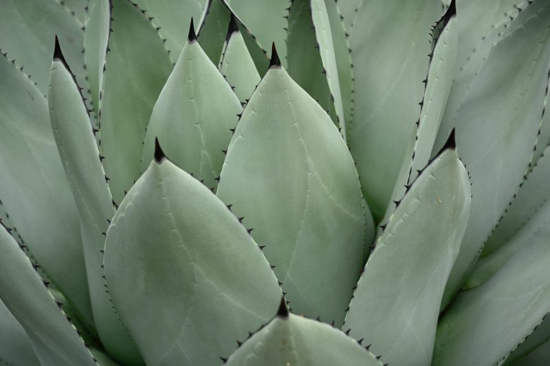 agave plant