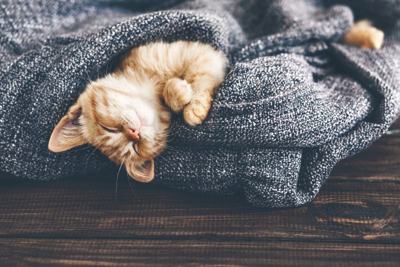 cat relaxing in a grey blanket