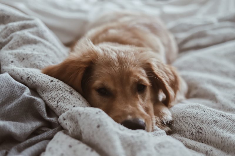 comfy dog laying in bed resting