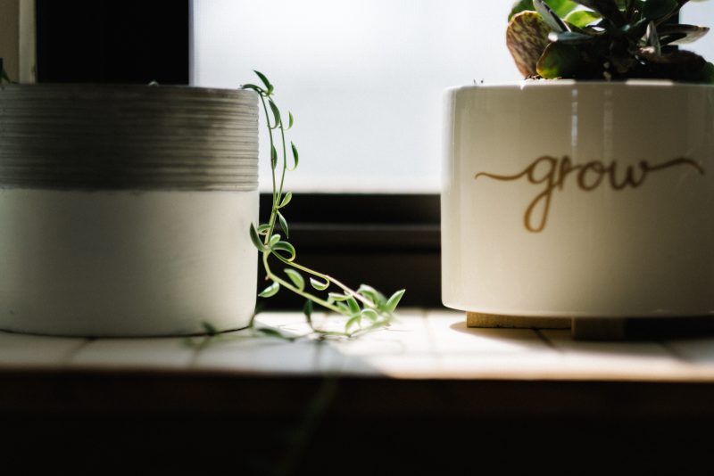 plants growing in white pots in window