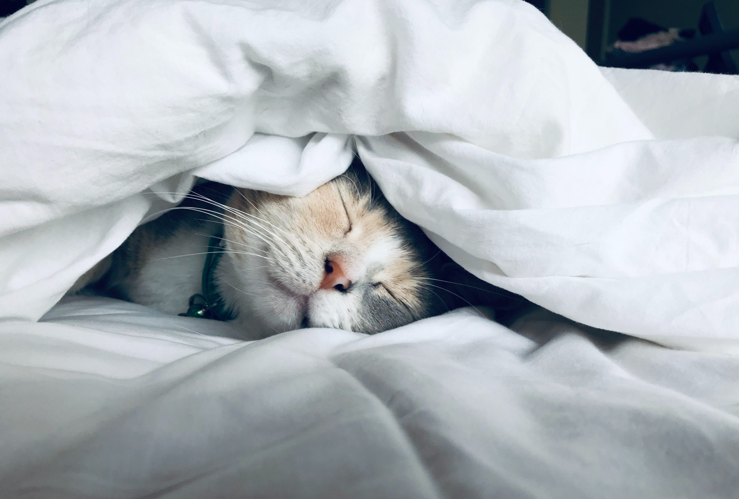 cat sleeping under white comforter