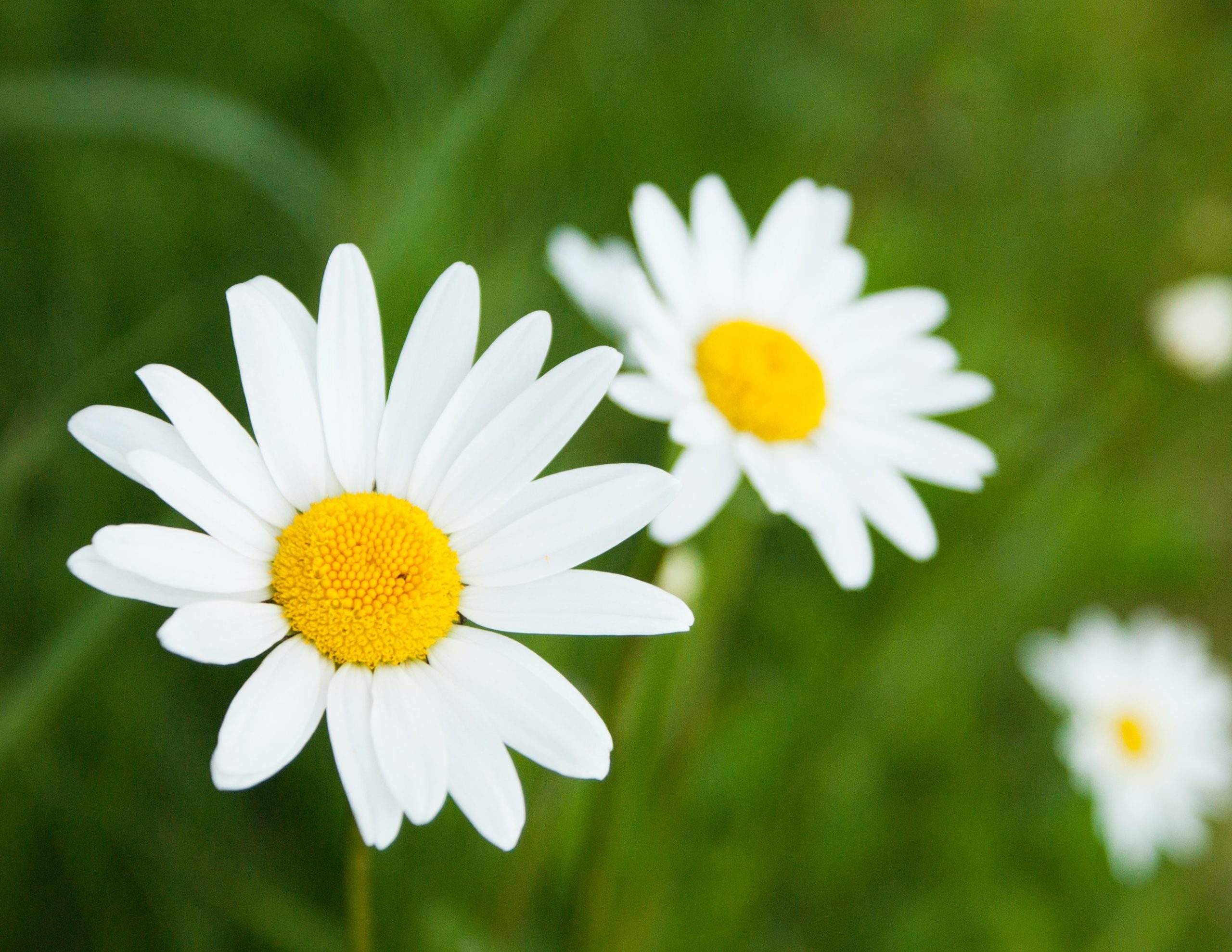 two white daisies