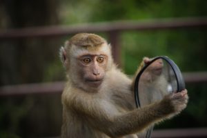 monkey looking into mirror