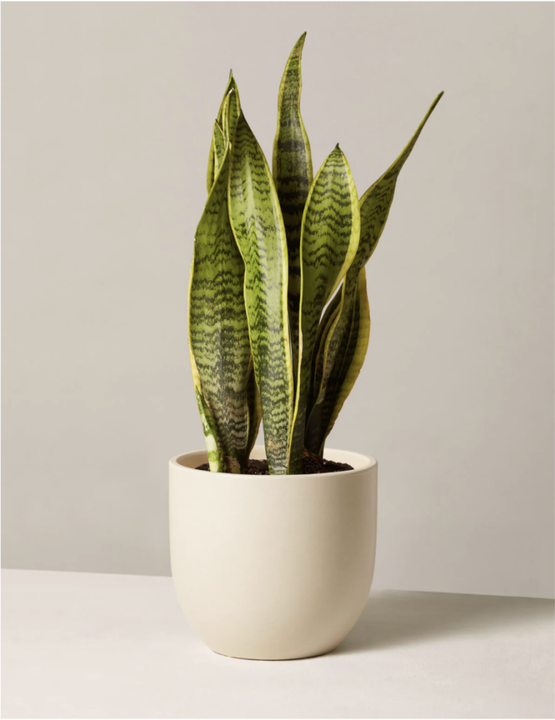 the sill snake plant laurentii