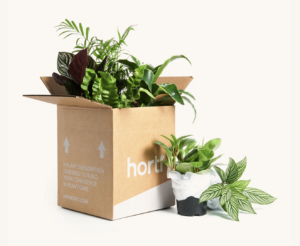 horti houseplants plant subscription jungle box