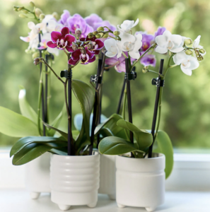westerlay purple and white orchids in small white ceramic planters 
