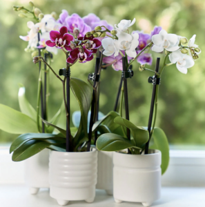 westerlay purple and achromatic  orchids successful  tiny  achromatic  ceramic planters 